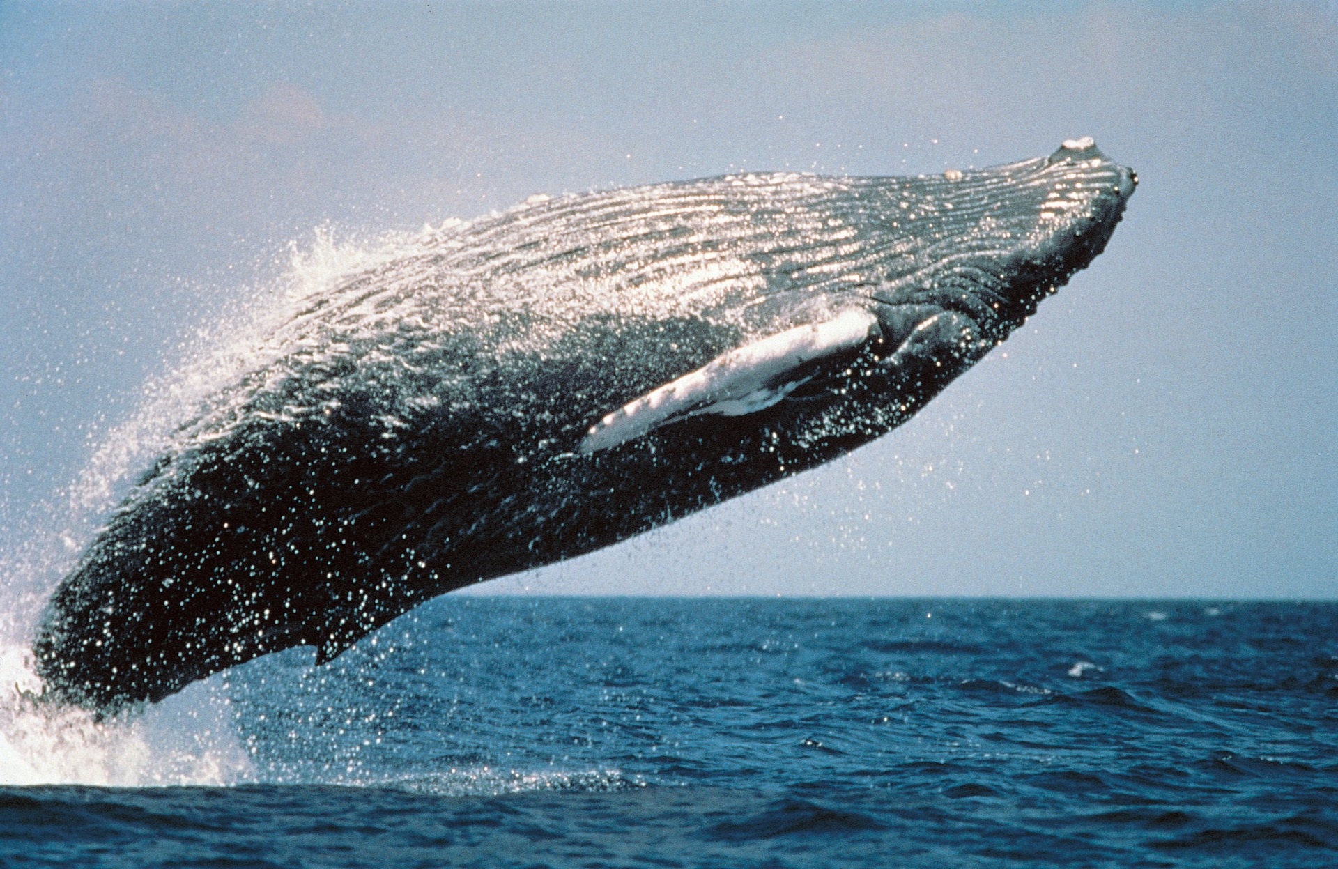 a big whale jumping out of the water