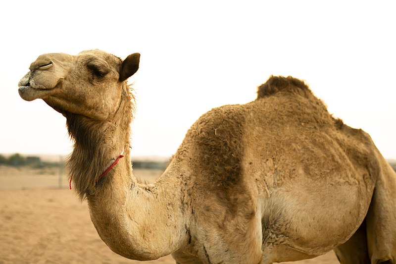 camel with big hump