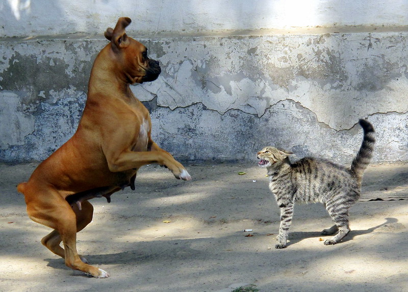 cat snarling at a dog who rears up