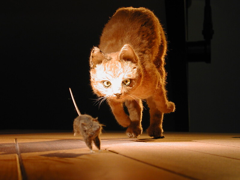 cat chasing a mouse