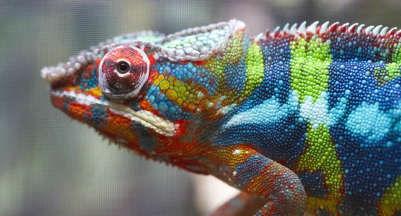 chameleon of many colors