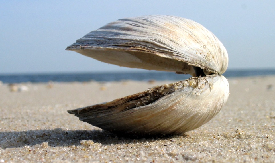 clamshell open on the beach