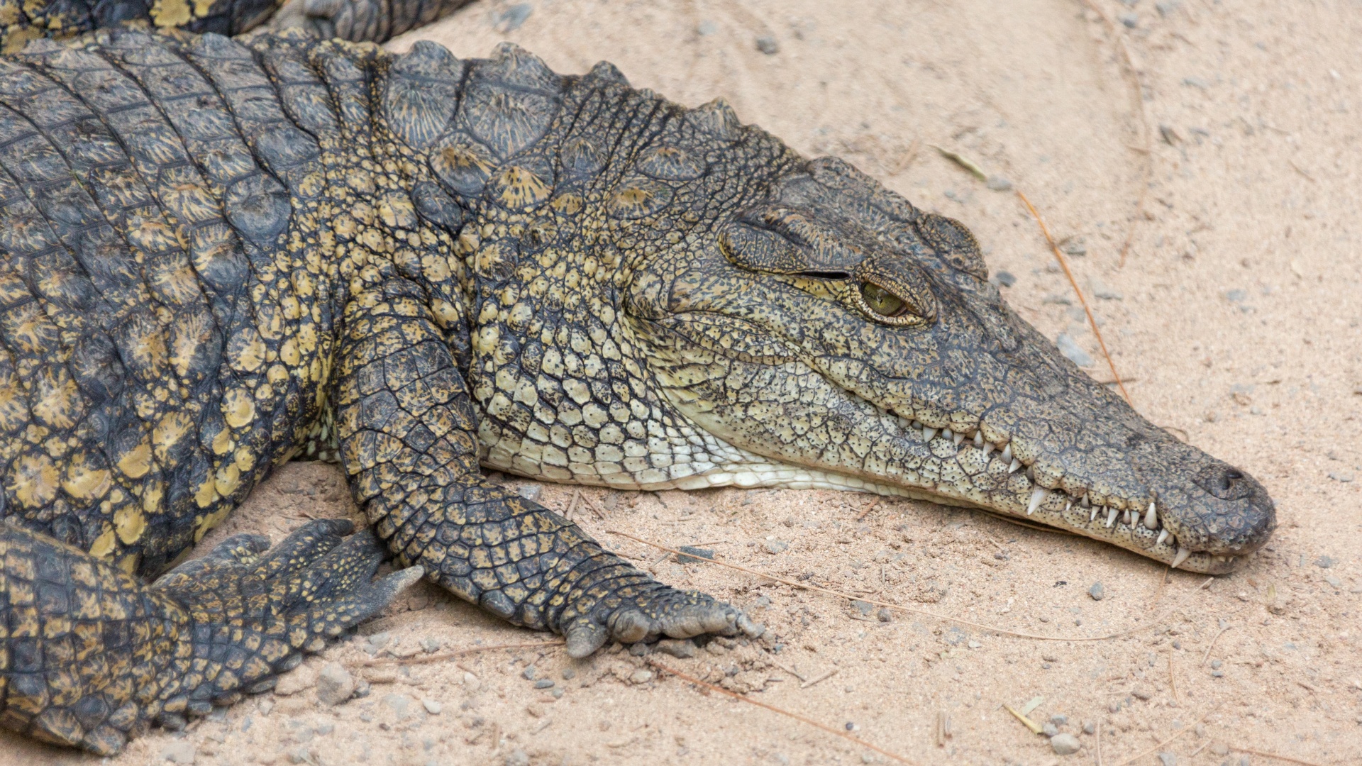 crocodile with rough skin