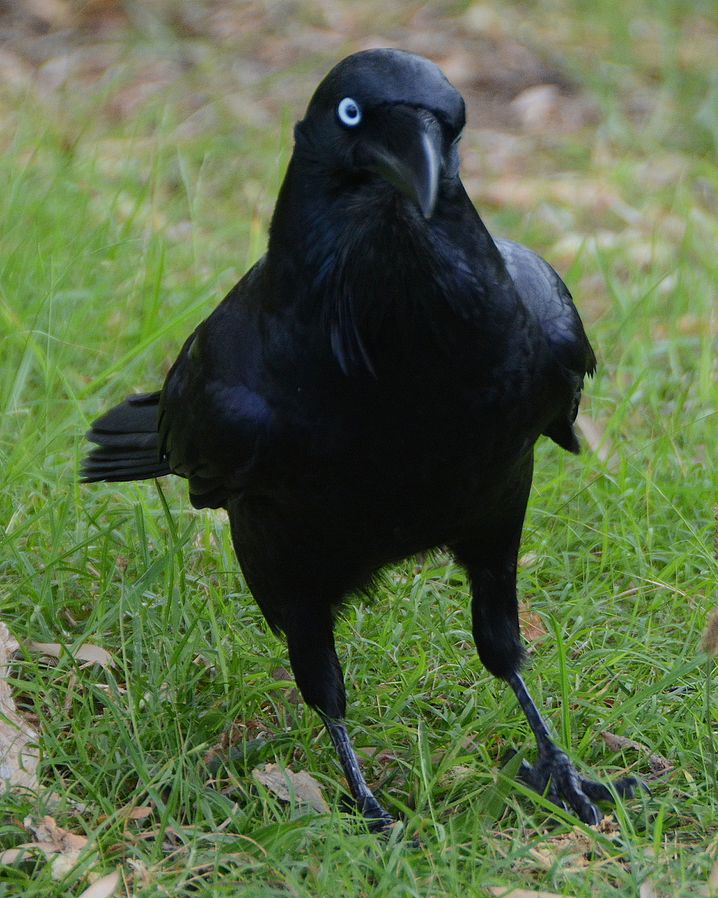 crow with black feathers