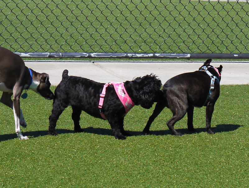 three dogs sniffing each other's butts