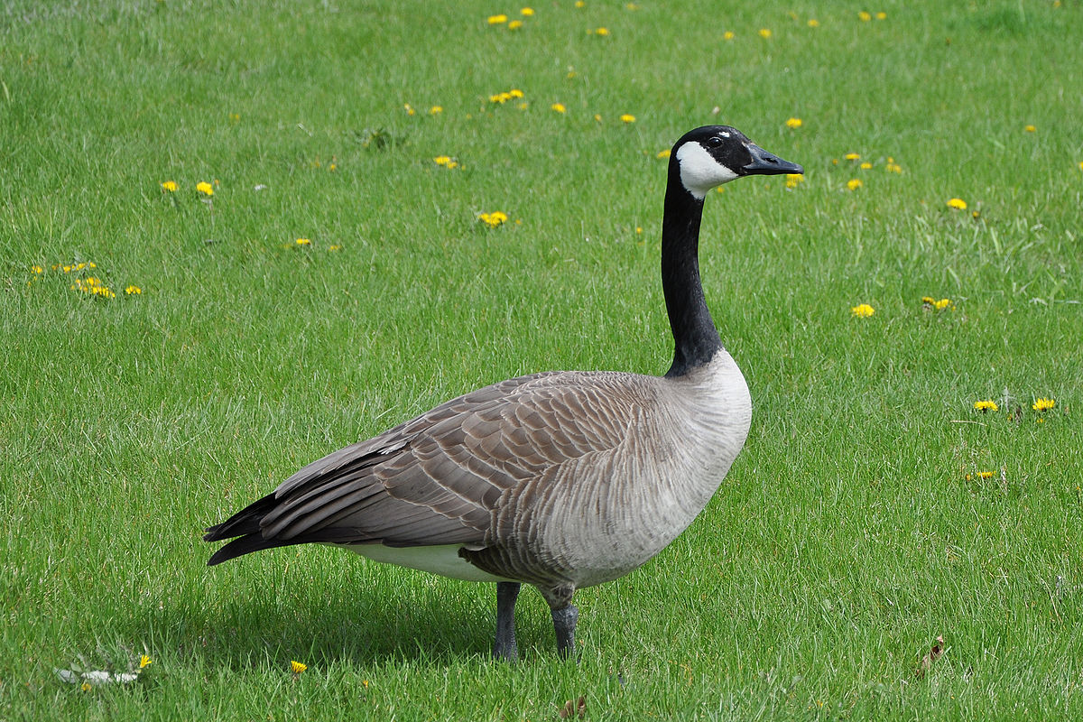 goose with long neck