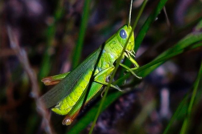 close-up of grasshopper in the grass