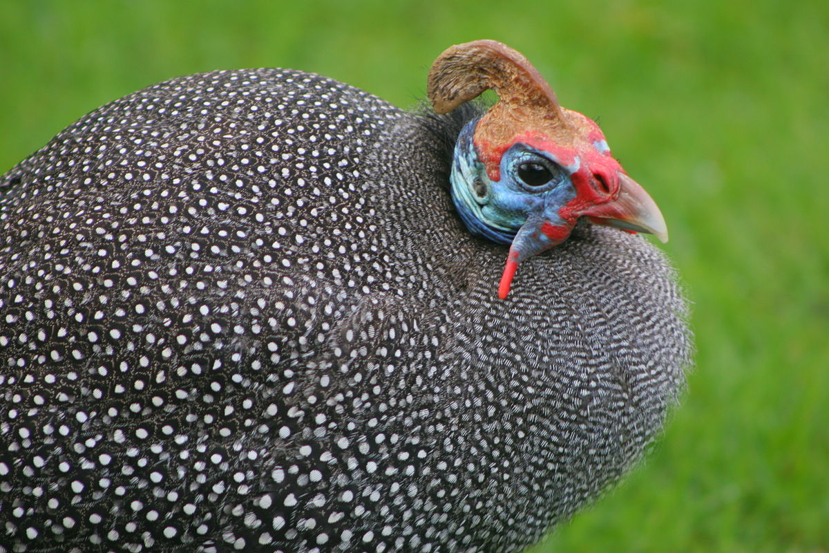 guinea-fowl with white spots on feathers