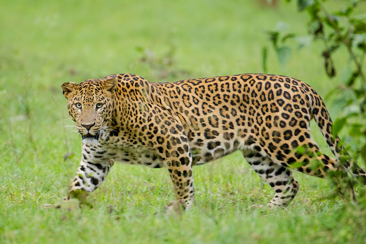 spotted leopard