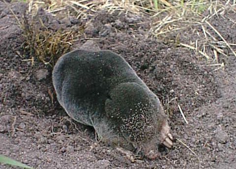 a mole diggin in the ground