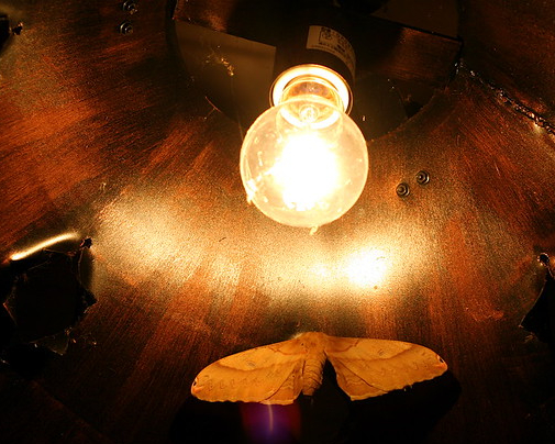 a moth near a lamp