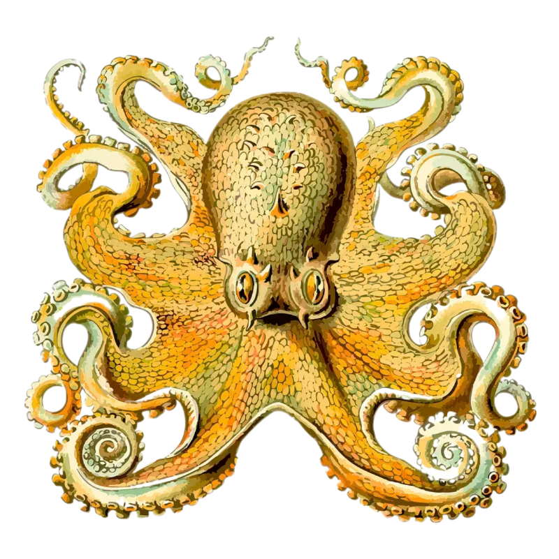 drawing of octopus showing eight legs