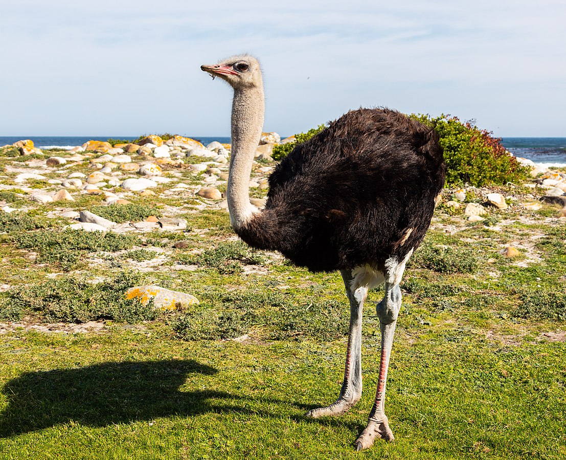 ostrich with long legs