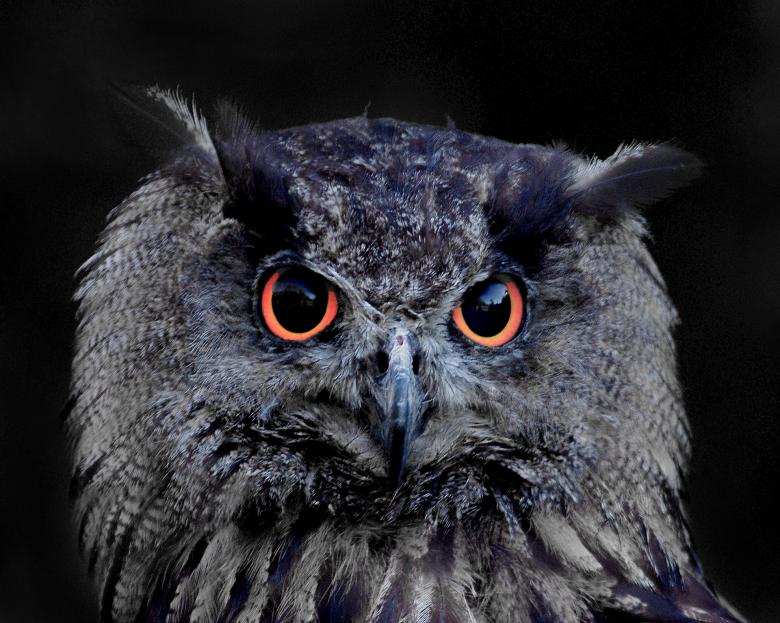 owl in night time