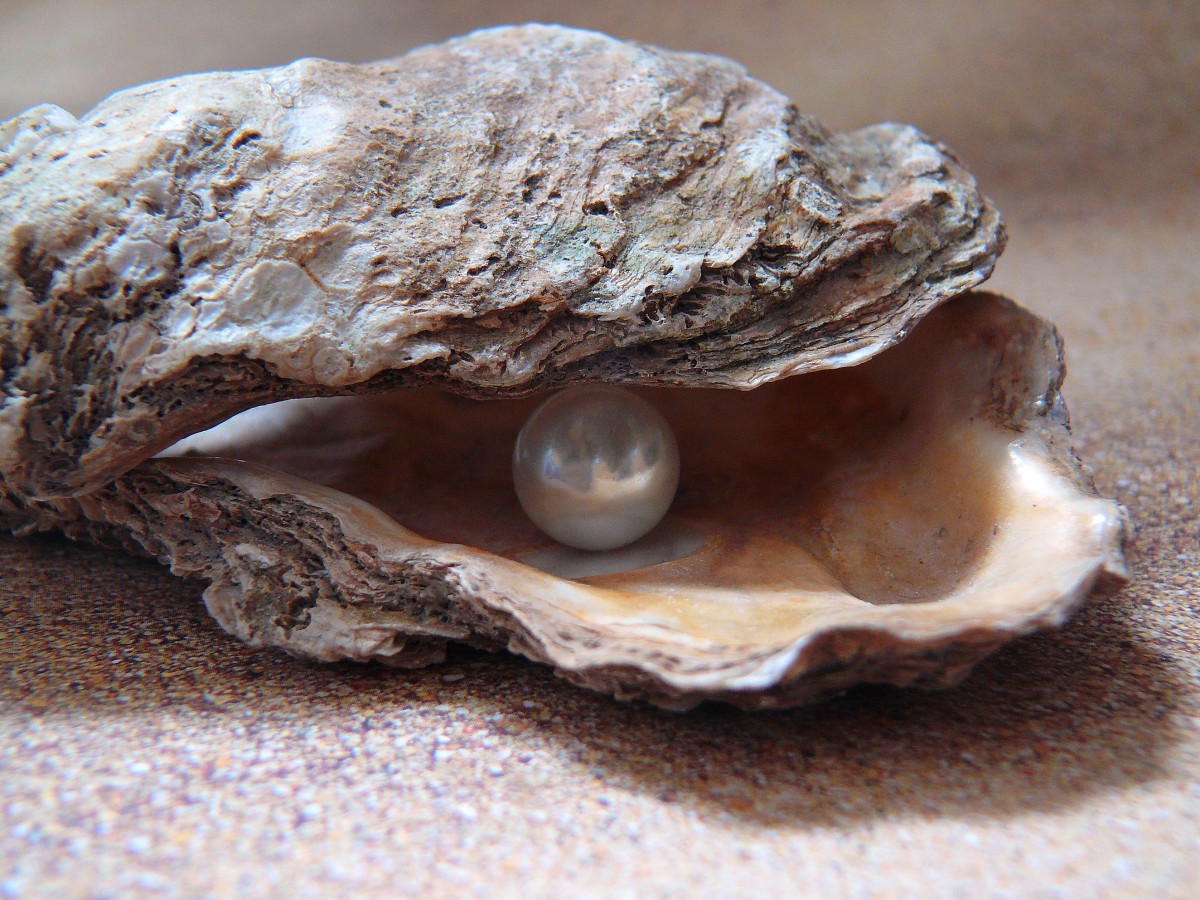 pearl inside oyster shell