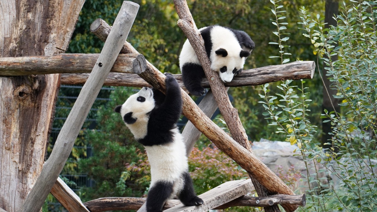 black and white pandas