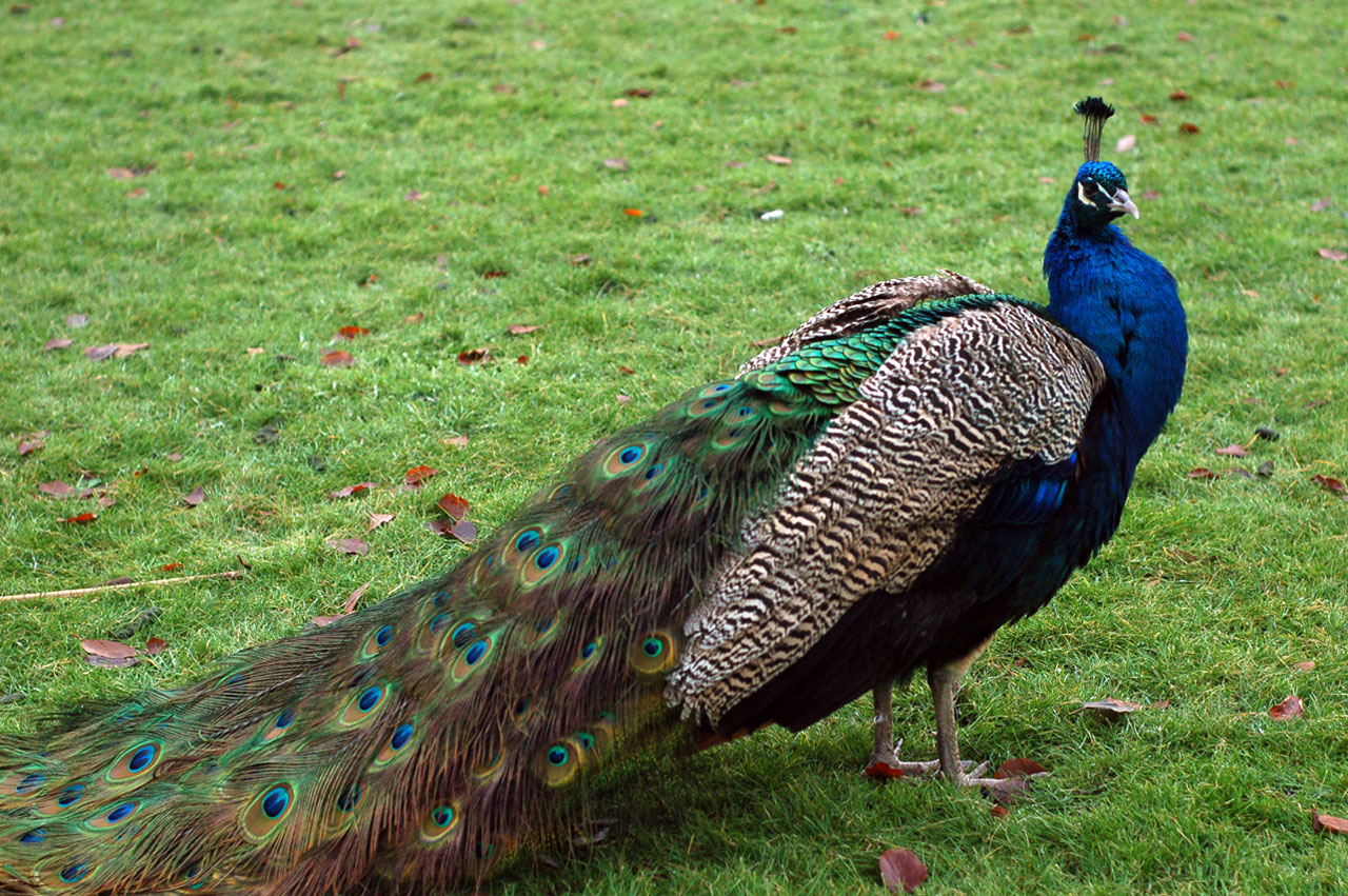 peacock with beautiful tail