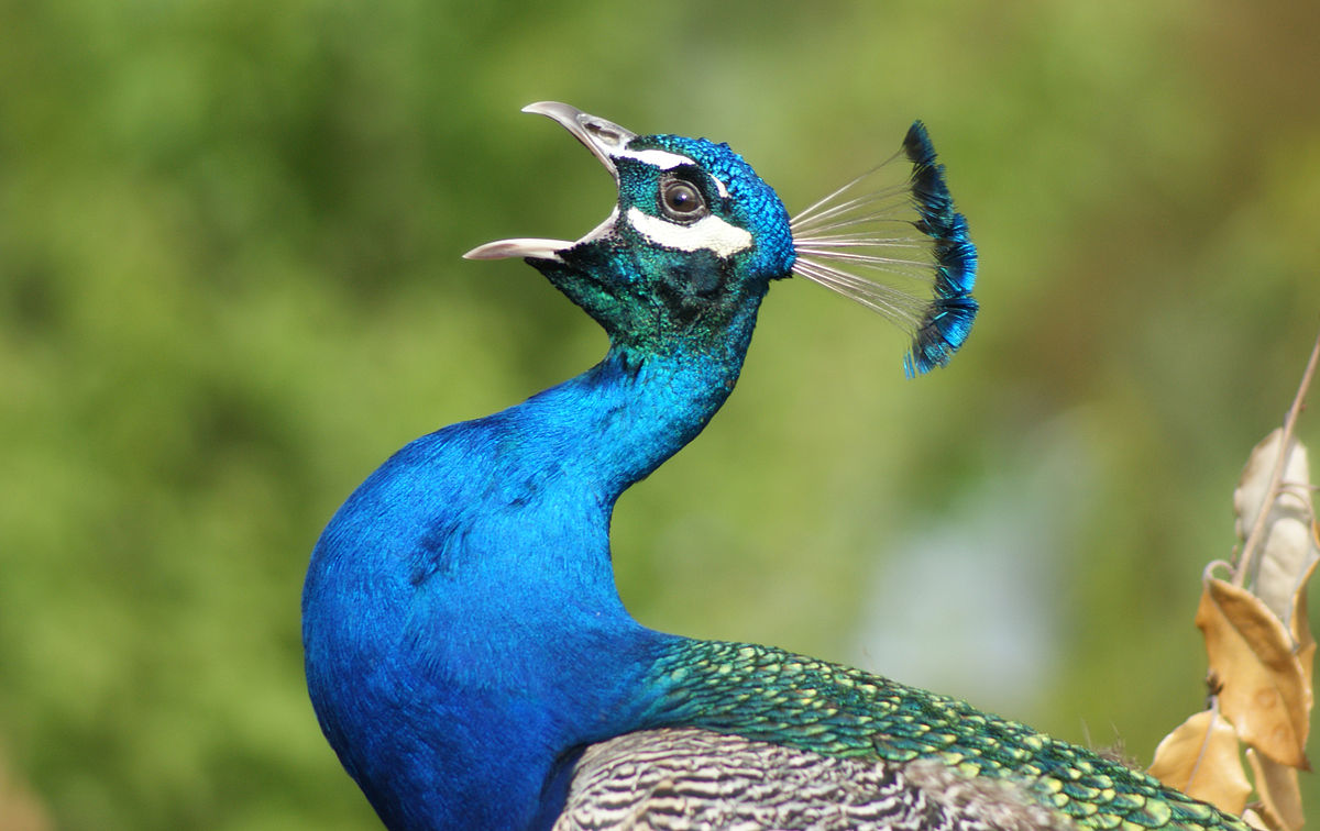 peacock with mouth open