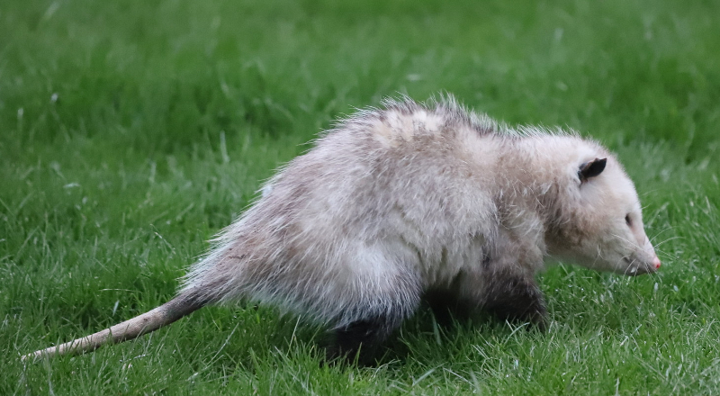 possum with bare tail