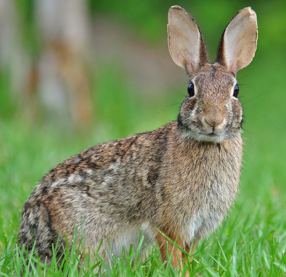rabbit with long ears