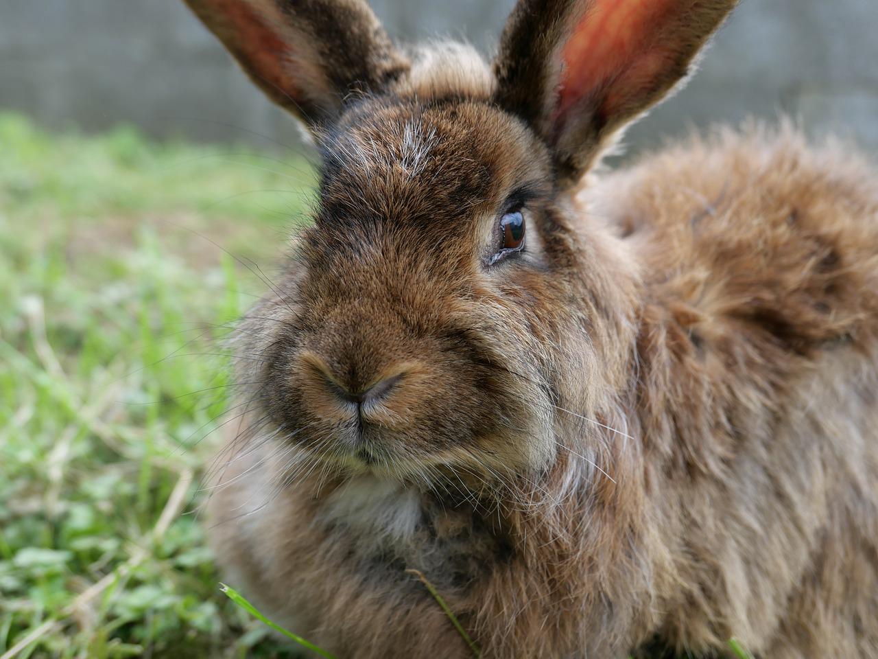 rabbit's face showing split lip