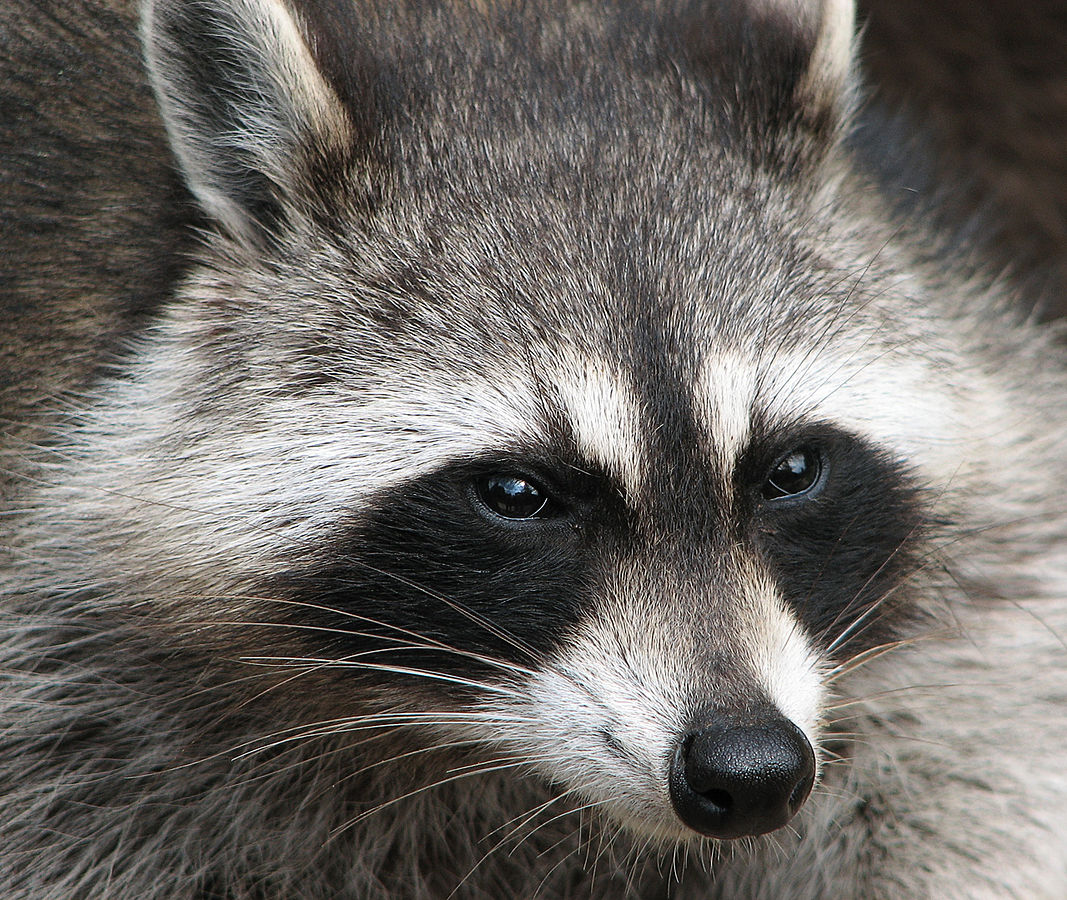 raccoon with black circles around eyes