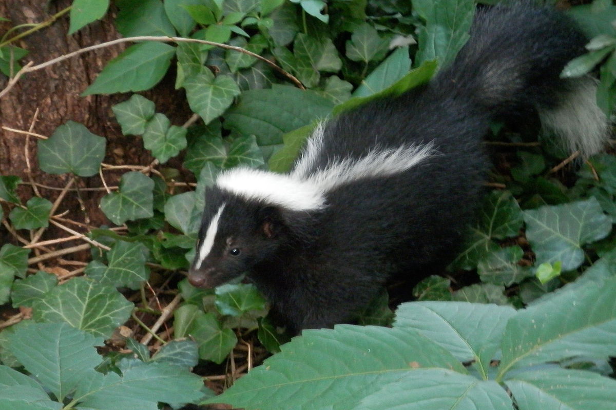 skunk