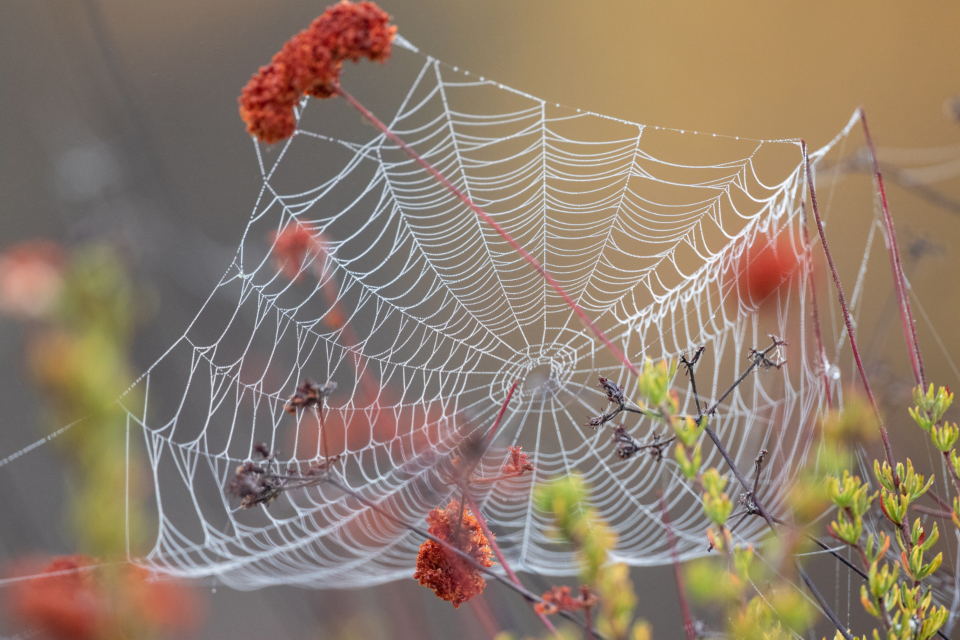 a spiderweb