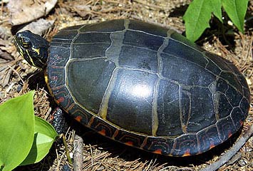 turtle seen from above showing cracks in shell